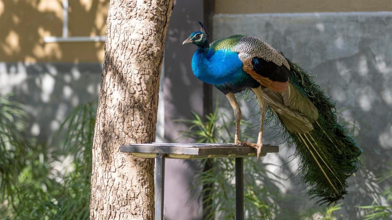 Birds Resort Hambantota Eksteriør billede